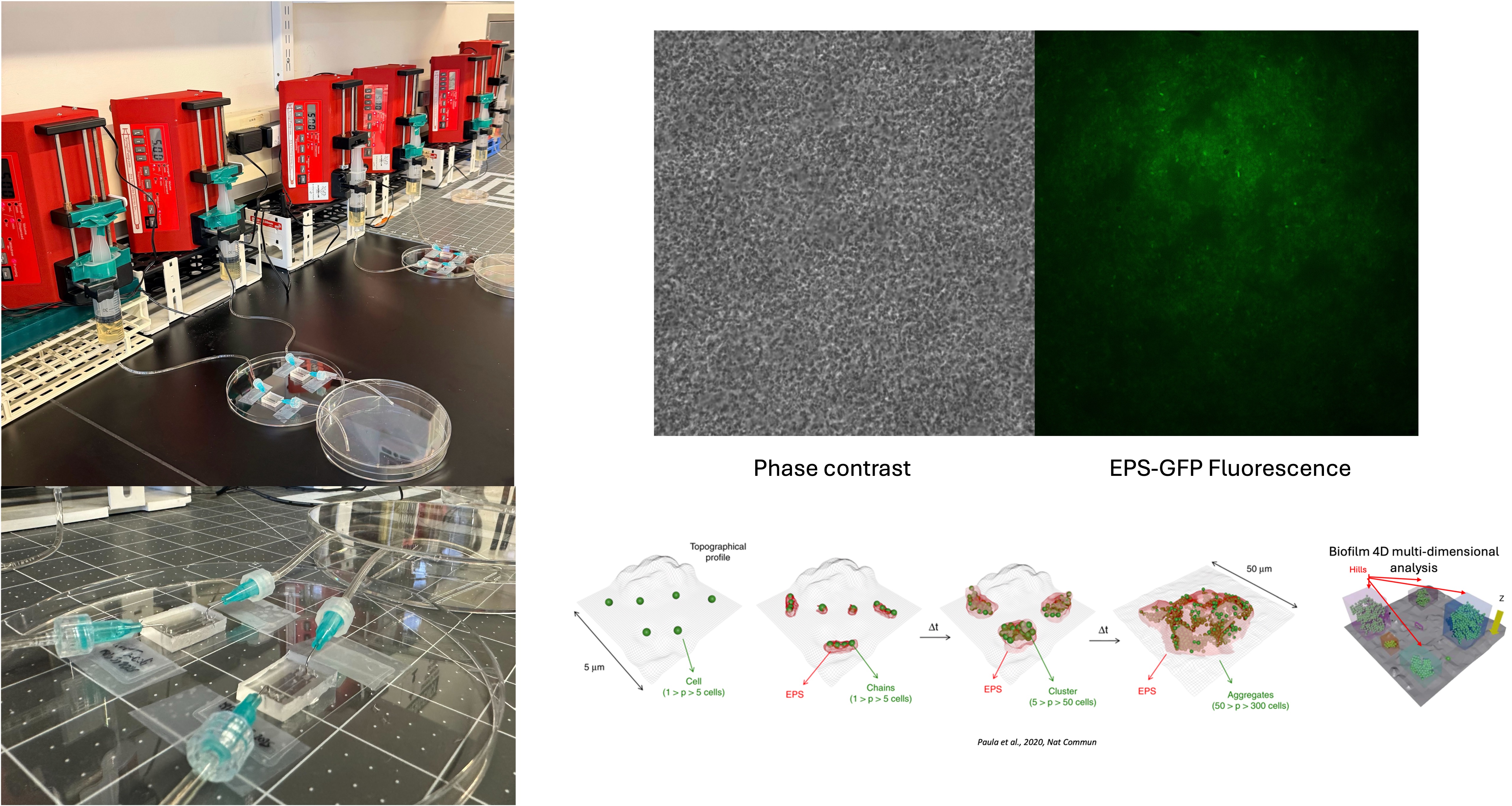 Dr. Oliveira Presents at NanoSIMST 2025